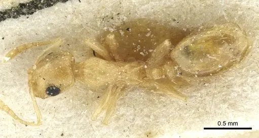 Temnothorax laurae specimen CASENT0912955 image casent0912955_1
