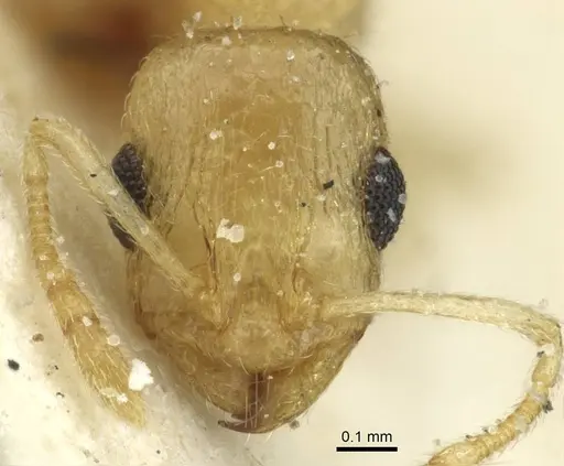 Temnothorax laurae specimen CASENT0912955 image casent0912955_2