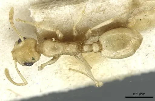 Temnothorax laurae specimen CASENT0912956 image casent0912956_1