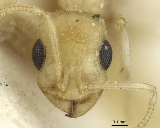 Temnothorax laurae specimen CASENT0912956 image casent0912956_2