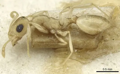 Temnothorax laurae specimen CASENT0912956 image casent0912956_3