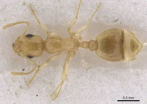 Temnothorax laurae specimen CASENT0915393 image casent0915393_1