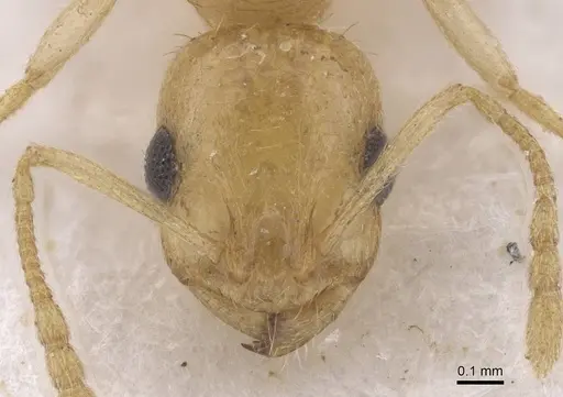 Temnothorax laurae specimen CASENT0915393 image casent0915393_2