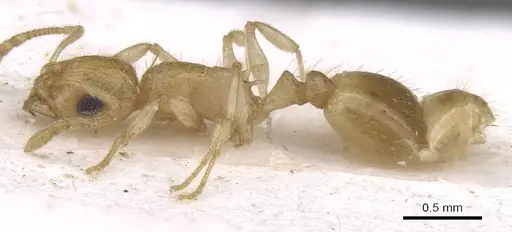Temnothorax laurae specimen CASENT0915393 image casent0915393_3