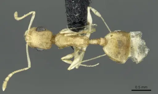 Temnothorax lereddei specimen CASENT0913633 image casent0913633_1