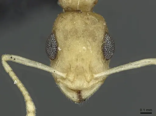 Temnothorax lereddei specimen CASENT0913633 image casent0913633_2