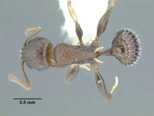 Temnothorax leucacanthoides specimen CASENT0756102 image casent0756102_1