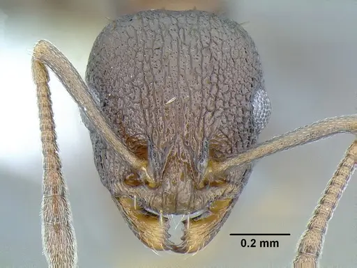 Temnothorax leucacanthoides specimen CASENT0756102 image casent0756102_2