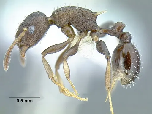 Temnothorax leucacanthoides specimen CASENT0756102 image casent0756102_3