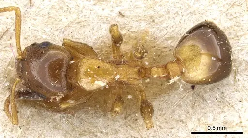 Temnothorax leviceps specimen CASENT0904758 image casent0904758_1