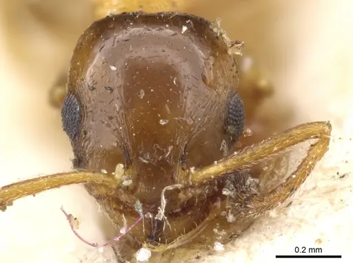Temnothorax leviceps specimen CASENT0904758 image casent0904758_2