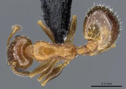 Temnothorax leviceps specimen CASENT0905854 image casent0905854_1