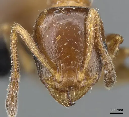 Temnothorax leviceps specimen CASENT0905854 image casent0905854_2