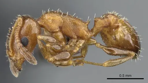 Temnothorax leviceps specimen CASENT0905854 image casent0905854_3
