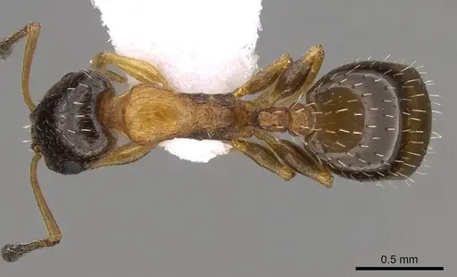 Temnothorax leviceps specimen CASENT0914419 image casent0914419_1