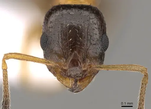 Temnothorax leviceps specimen CASENT0914419 image casent0914419_2