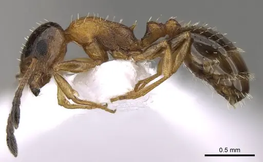Temnothorax leviceps specimen CASENT0914419 image casent0914419_3