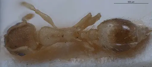 Temnothorax lichtensteini specimen ANTWEB1008441 image antweb1008441_1