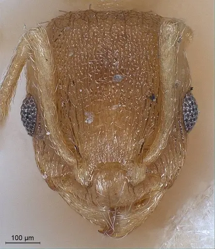 Temnothorax lichtensteini specimen ANTWEB1008441 image antweb1008441_2