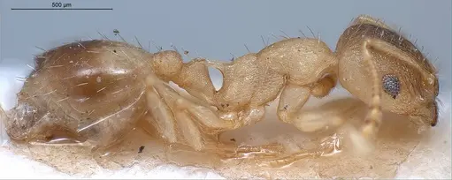 Temnothorax lichtensteini specimen ANTWEB1008441 image antweb1008441_3