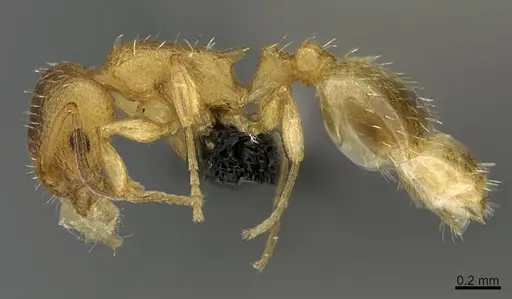 Temnothorax lichtensteini specimen CASENT0191221 image casent0191221_1