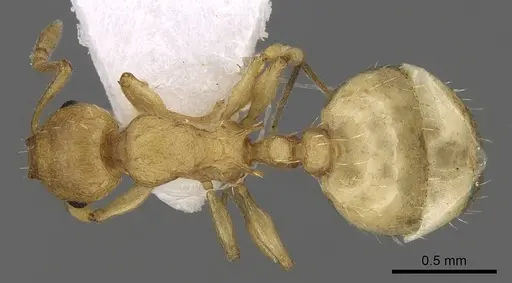 Temnothorax lichtensteini specimen CASENT0906004 image casent0906004_1