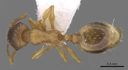 Temnothorax lichtensteini specimen CASENT0906005 image casent0906005_1