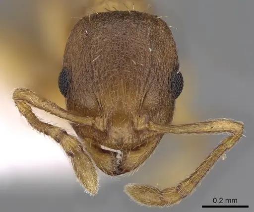 Temnothorax lichtensteini specimen CASENT0906005 image casent0906005_2