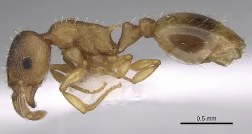 Temnothorax lichtensteini specimen CASENT0906005 image casent0906005_3
