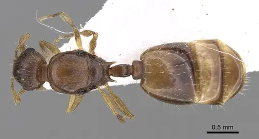 Temnothorax lichtensteini specimen CASENT0906006 image casent0906006_1