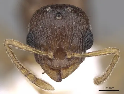 Temnothorax lichtensteini specimen CASENT0906006 image casent0906006_2