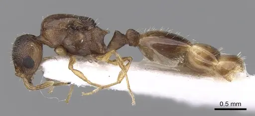 Temnothorax lichtensteini specimen CASENT0906006 image casent0906006_3