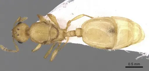 Temnothorax lichtensteini specimen CASENT0906007 image casent0906007_1