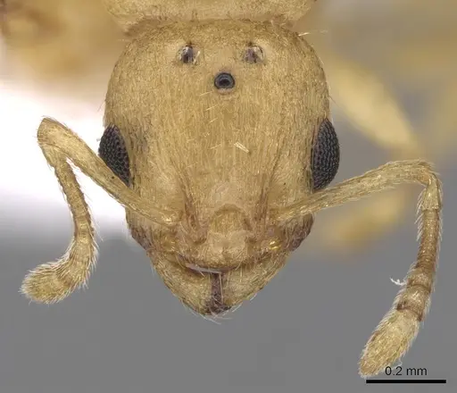 Temnothorax lichtensteini specimen CASENT0906007 image casent0906007_2