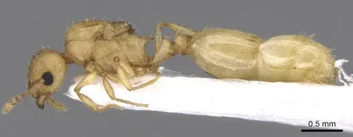 Temnothorax lichtensteini specimen CASENT0906007 image casent0906007_3