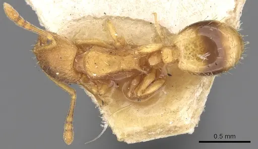 Temnothorax lichtensteini specimen CASENT0906165 image casent0906165_1