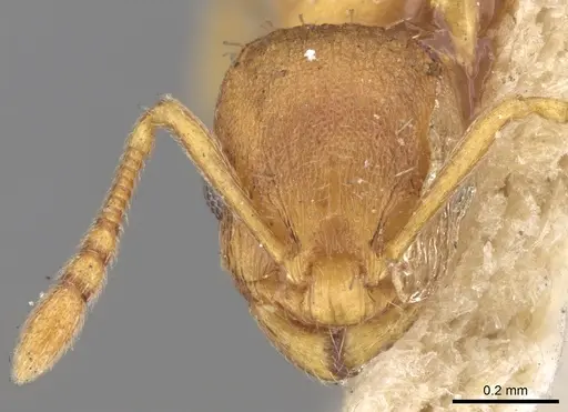 Temnothorax lichtensteini specimen CASENT0906165 image casent0906165_2
