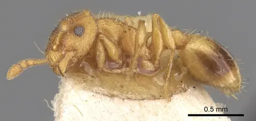 Temnothorax lichtensteini specimen CASENT0906165 image casent0906165_3