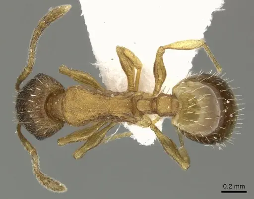 Temnothorax lichtensteini specimen CASENT0906692 image casent0906692_1