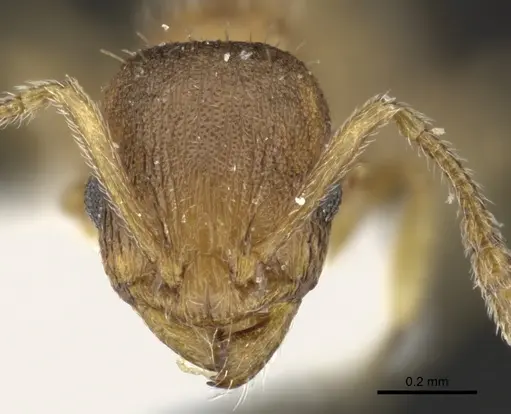 Temnothorax lichtensteini specimen CASENT0906692 image casent0906692_2