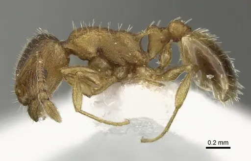 Temnothorax lichtensteini specimen CASENT0906692 image casent0906692_3