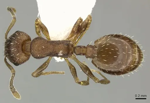 Temnothorax lichtensteini specimen CASENT0906693 image casent0906693_1