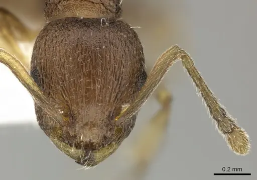 Temnothorax lichtensteini specimen CASENT0906693 image casent0906693_2