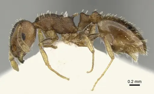Temnothorax lichtensteini specimen CASENT0906693 image casent0906693_3