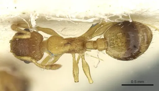 Temnothorax lichtensteini specimen CASENT0913636 image casent0913636_1