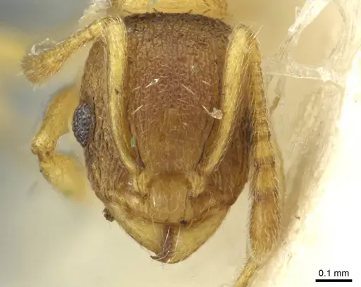 Temnothorax lichtensteini specimen CASENT0913636 image casent0913636_2