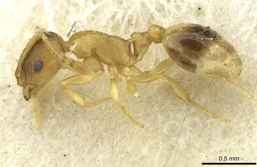 Temnothorax lichtensteini specimen CASENT0913636 image casent0913636_3