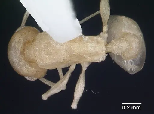 Temnothorax liebi specimen CASENT0103164 image casent0103164_1