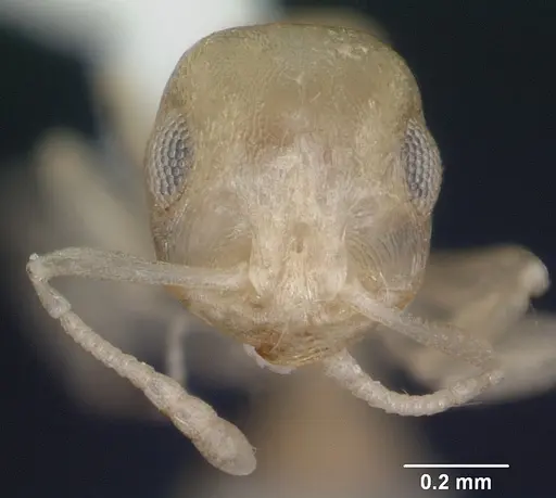 Temnothorax liebi specimen CASENT0103164 image casent0103164_2