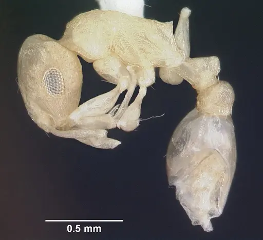 Temnothorax liebi specimen CASENT0103164 image casent0103164_3